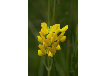 Wiesen-Platterbse (Lathyrus pratensis) - © Emanuel Trummer